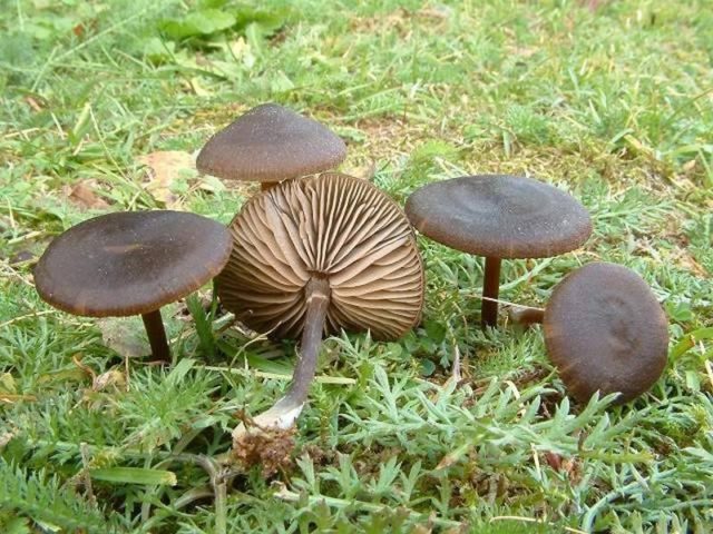 Entoloma silky (Pink silky plate): photo and description