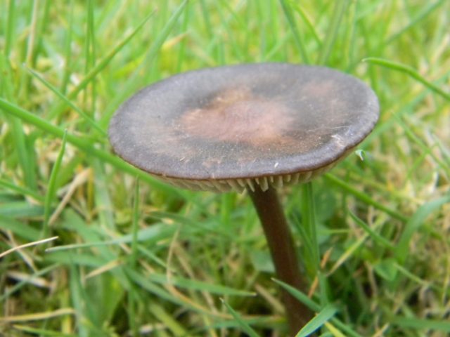 Entoloma silky (Pink silky plate): photo and description