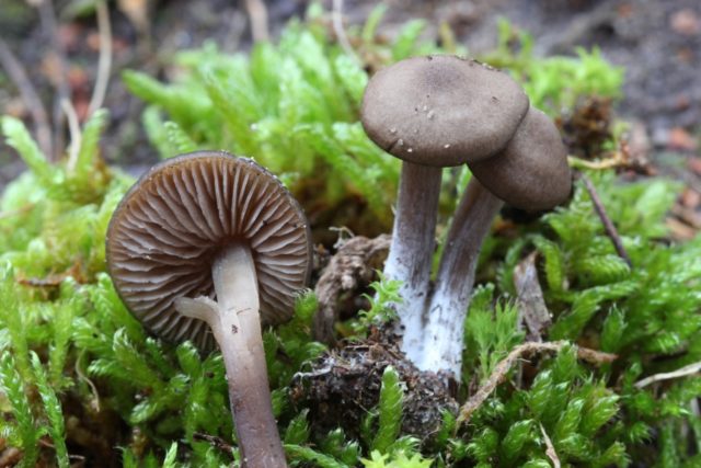 Entoloma silky (Pink silky plate): photo and description