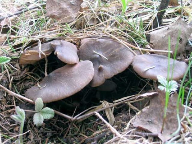 Entoloma spring (Pink spring plate): photo and description