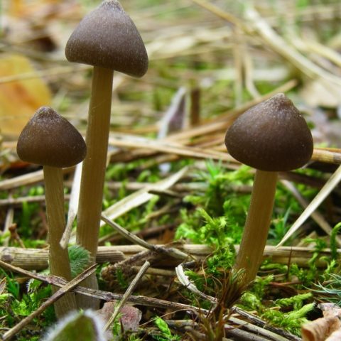 Entoloma spring (Pink spring plate): photo and description