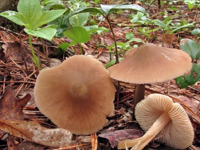 Entoloma spring (Pink spring plate): photo and description