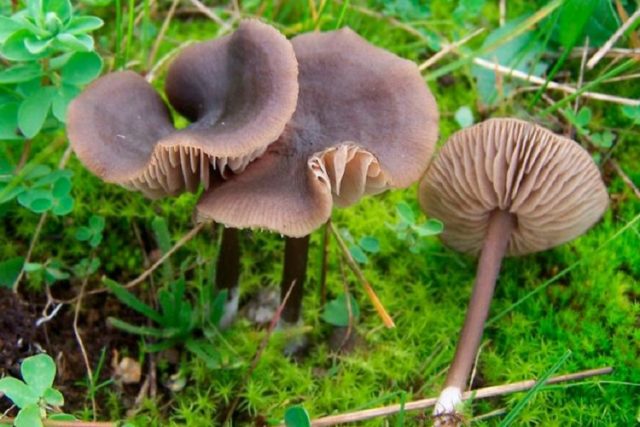 Entoloma spring (Pink spring plate): photo and description