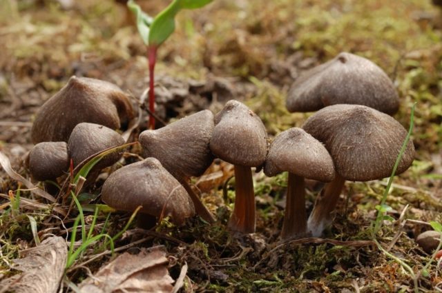 Entoloma spring (Pink spring plate): photo and description