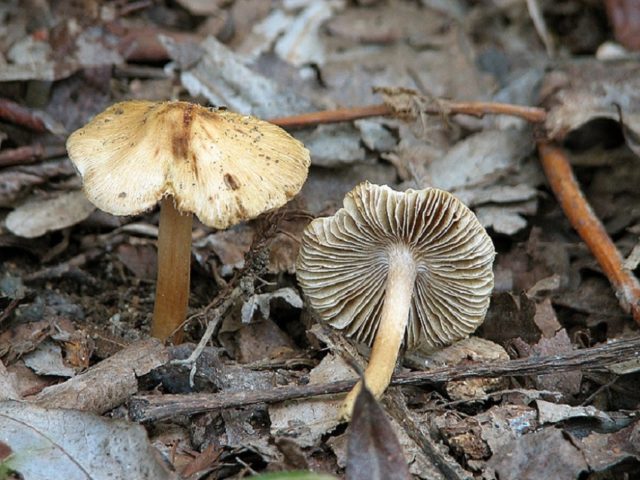 Entoloma spring (Pink spring plate): photo and description