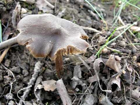 Entoloma spring (Pink spring plate): photo and description