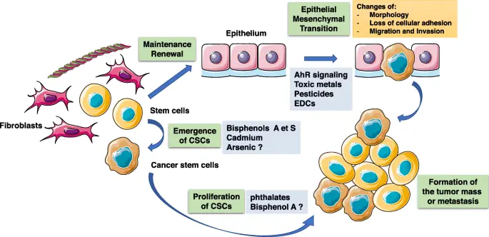 Environmental factors are the culprit of 90 percent. malignant tumors