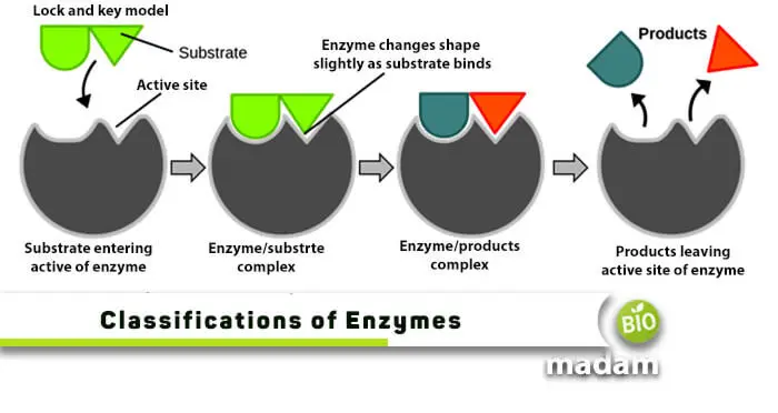 Enzymes &#8211; structure, operation, classification