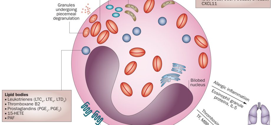 Eosinocytes &#8211; characteristics, functions, action and norms of eosinocytes [EXPLAINED]