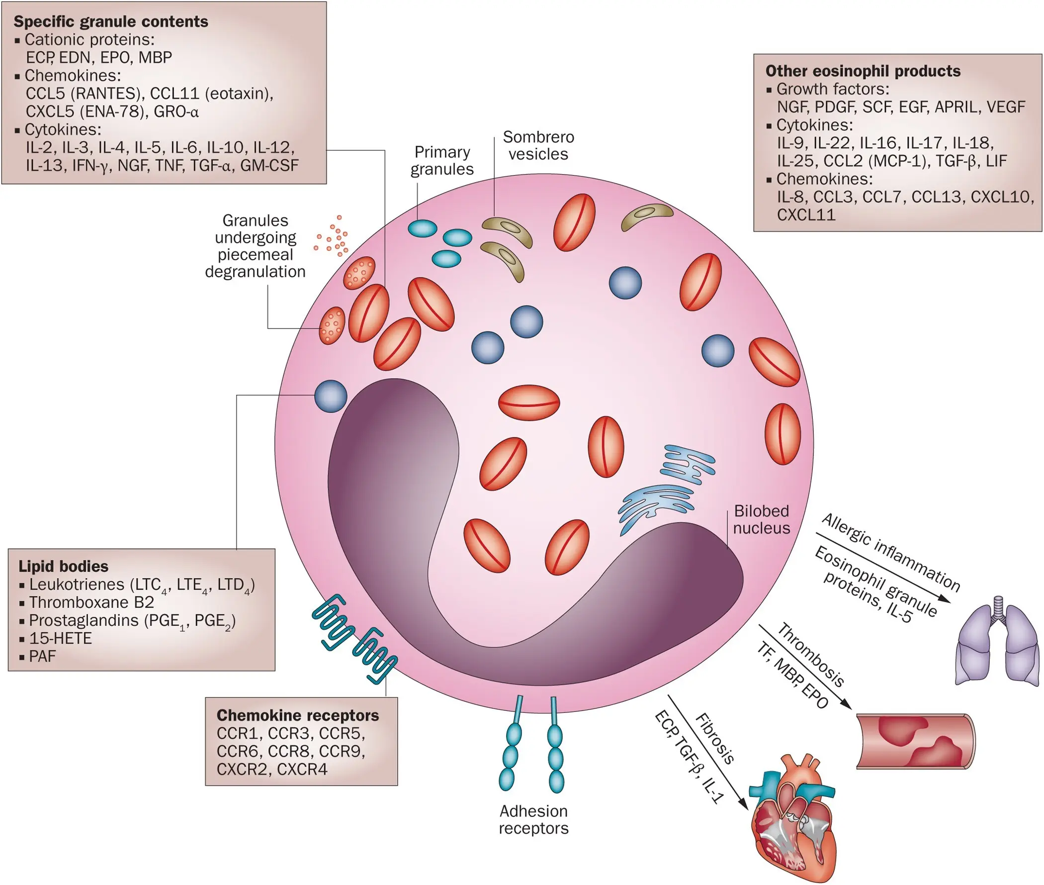 Eosinocytes &#8211; characteristics, functions, action and norms of eosinocytes [EXPLAINED]