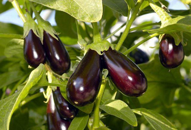 Epic F1 eggplant: the main features of the hybrid, the rules for sowing and growing