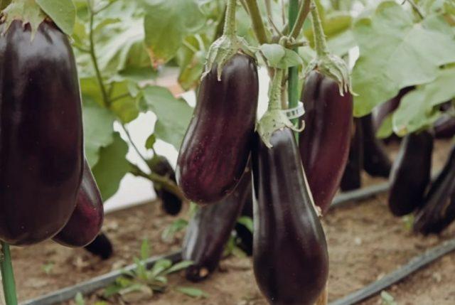 Epic F1 eggplant: the main features of the hybrid, the rules for sowing and growing