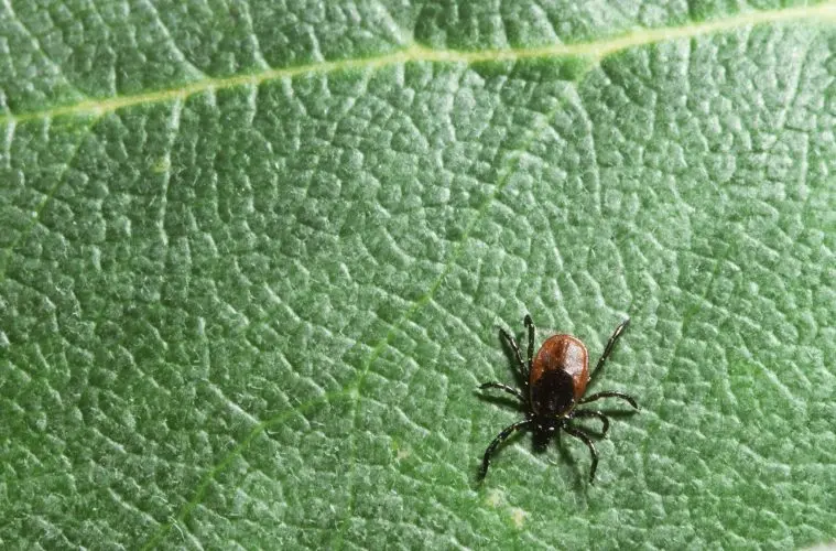 Epidemiologist: ticks carry serious diseases, their symptoms can be confusing