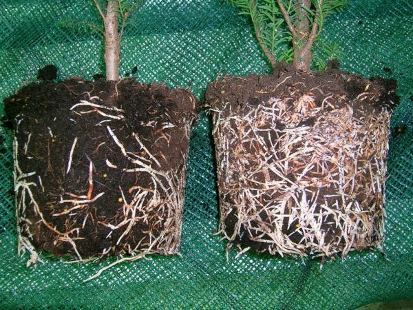 Epin extra for seedlings: characteristics, methods of application, benefits