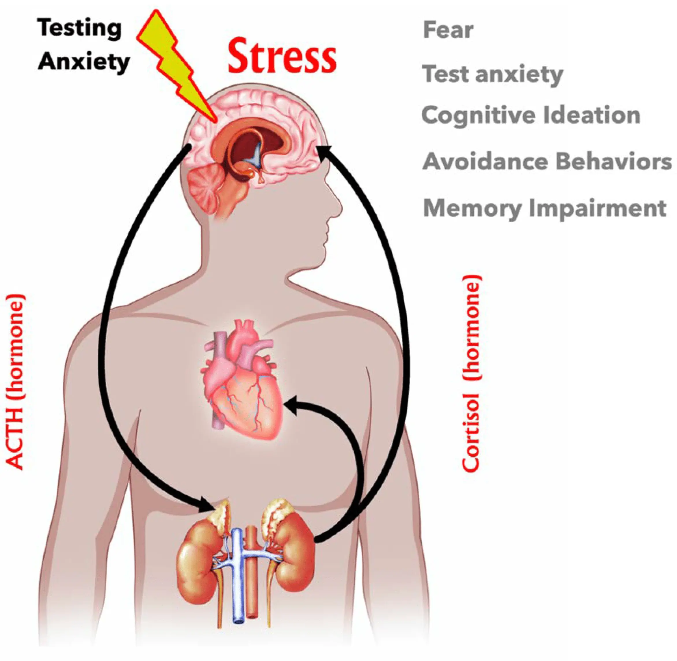 Epinephrine &#8211; the human stress hormone