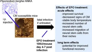 EPO helps treat cerebral malaria