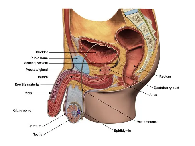 Erection problems &#8211; it could be the fault of the prostate