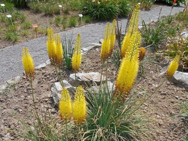 Eremurus flower (shiryash): photo, description, planting, care, winter hardiness