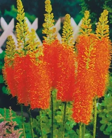 Eremurus flower (shiryash): photo, description, planting, care, winter hardiness