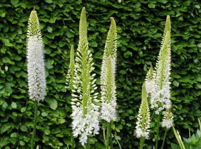 Eremurus flower (shiryash): photo, description, planting, care, winter hardiness