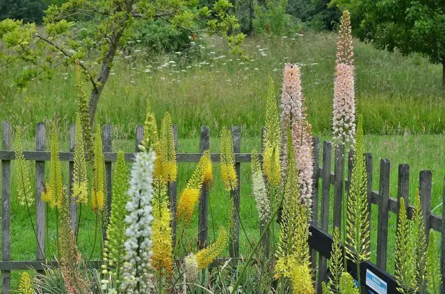 Eremurus flower (shiryash): photo, description, planting, care, winter hardiness