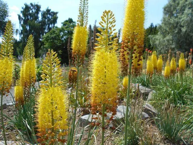 Eremurus flower (shiryash): photo, description, planting, care, winter hardiness