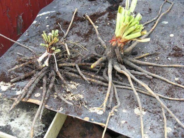 Eremurus flower (shiryash): photo, description, planting, care, winter hardiness