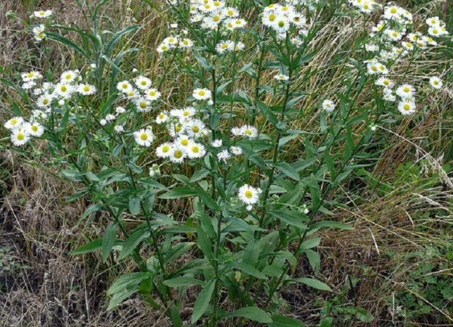 Erigeron (small-flowered) annual: description, medicinal properties