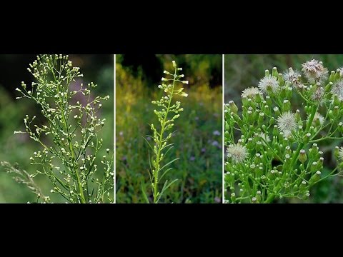 Erigeron (small-flowered) Canadian: use of herbs, description