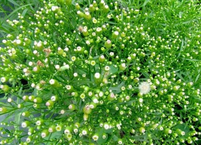 Erigeron (small-flowered) Canadian: use of herbs, description