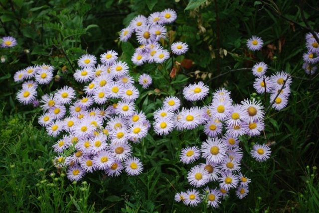 Erigeron (small-flowered) perennial: photo, planting and care