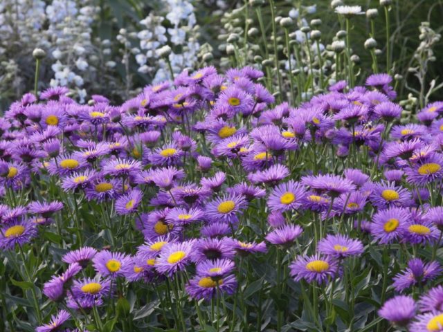 Erigeron (small-flowered) perennial: photo, planting and care