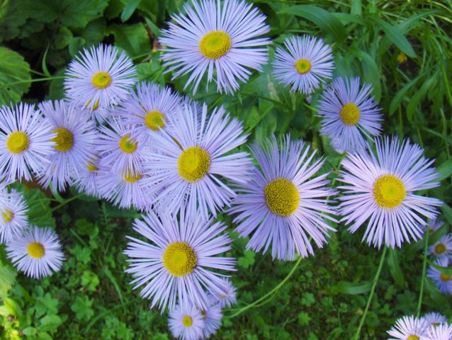 Erigeron (small-flowered) perennial: photo, planting and care