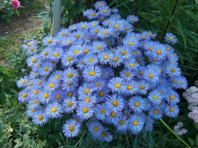 Erigeron (small-flowered) perennial: photo, planting and care