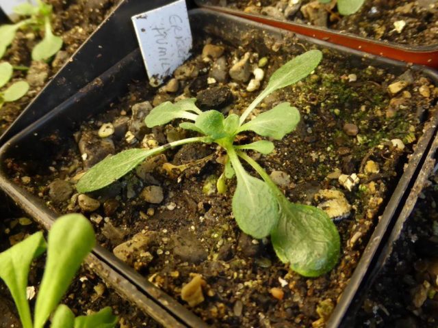 Erigeron (small-flowered) perennial: photo, planting and care