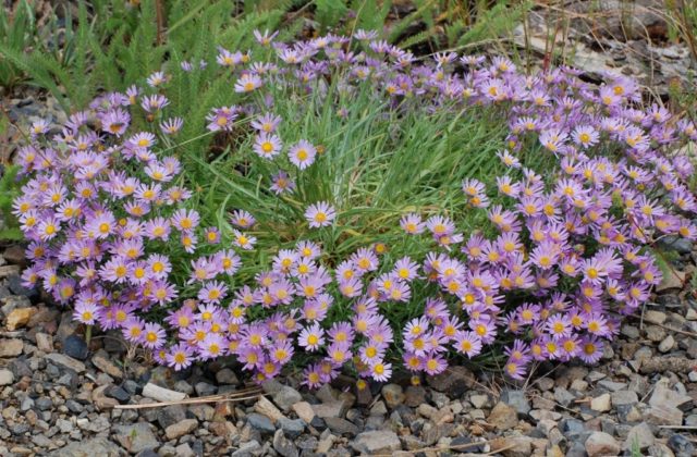 Erigeron (small-flowered) perennial: photo, planting and care