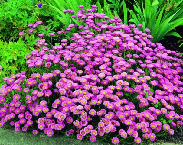 Erigeron (small-flowered) perennial: photo, planting and care