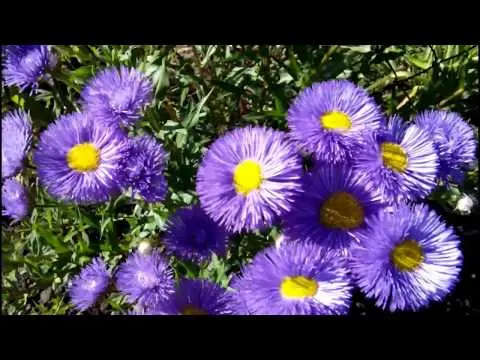 Erigeron (small-flowered) perennial: photo, planting and care