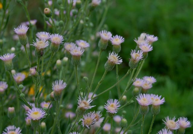 Erigeron (small-flowered) perennial: photo, planting and care