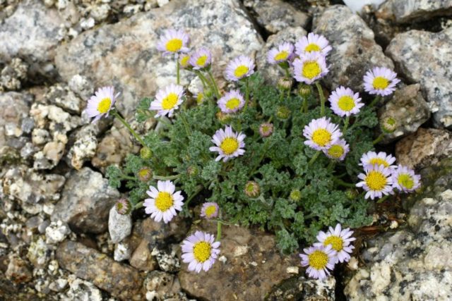 Erigeron (small-flowered) perennial: photo, planting and care