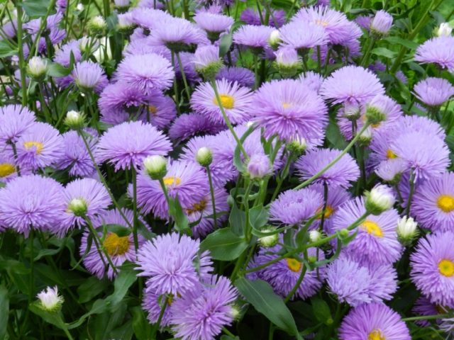 Erigeron (small-flowered) perennial: photo, planting and care