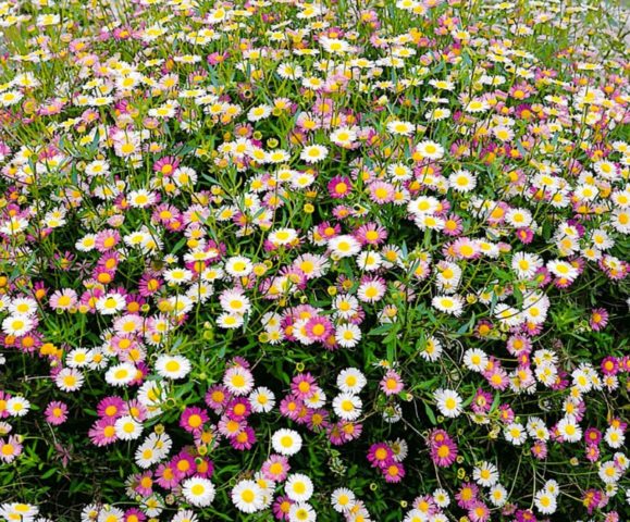 Erigeron (small-flowered) perennial: photo, planting and care