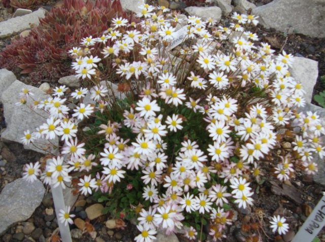 Erigeron (small-flowered) perennial: photo, planting and care