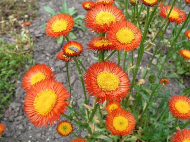 Erigeron (small-flowered) perennial: photo, planting and care