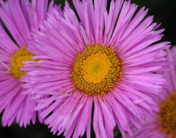 Erigeron (small-flowered) perennial: photo, planting and care