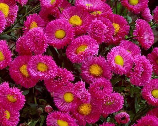 Erigeron (small-flowered) perennial: photo, planting and care