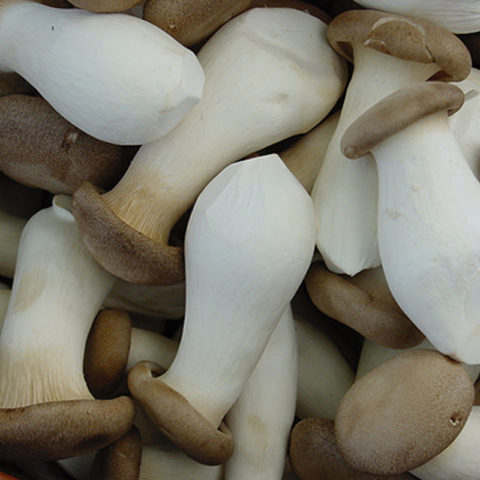 Eringi mushrooms: how to cook, recipes for the winter