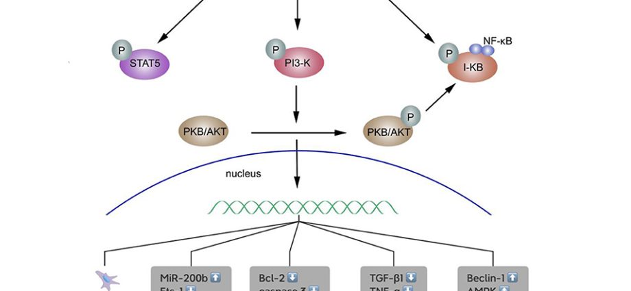 Erythropoietin &#8211; functions and indications for examination. How to interpret the results of an erythropoietin test?