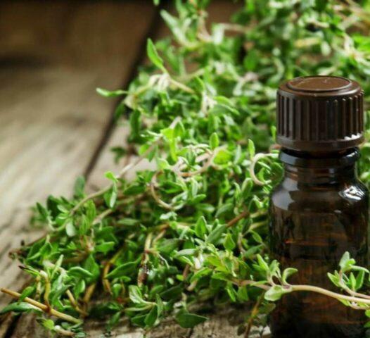 Essential oil of thyme (thyme): useful properties, application, instructions, reviews