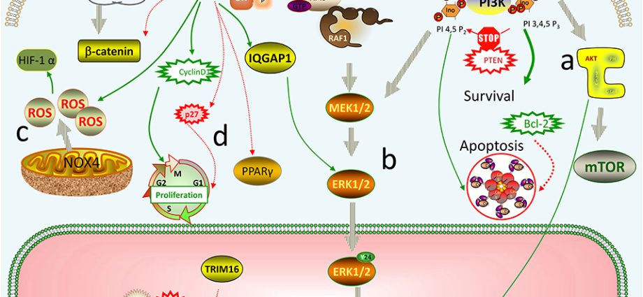 Estrogen may stimulate the development of oral cancer in women